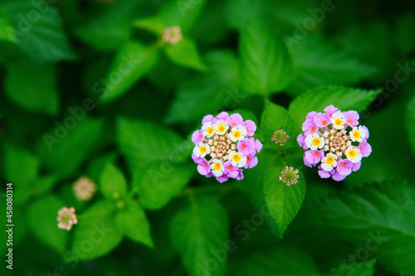 Obraz pink and white flowers