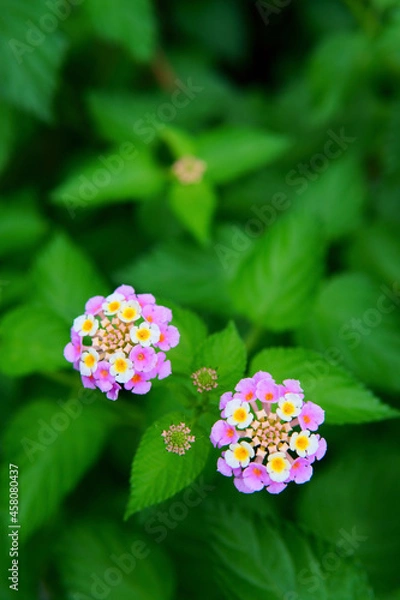 Obraz pink and white flowers