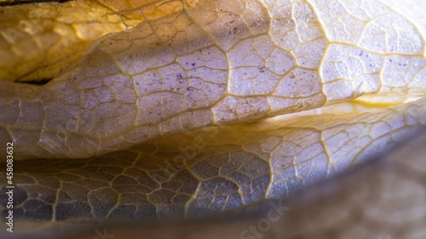 Obraz Macro photography of a physalis peruviana leaf in shades of orange, blue and brown. 
