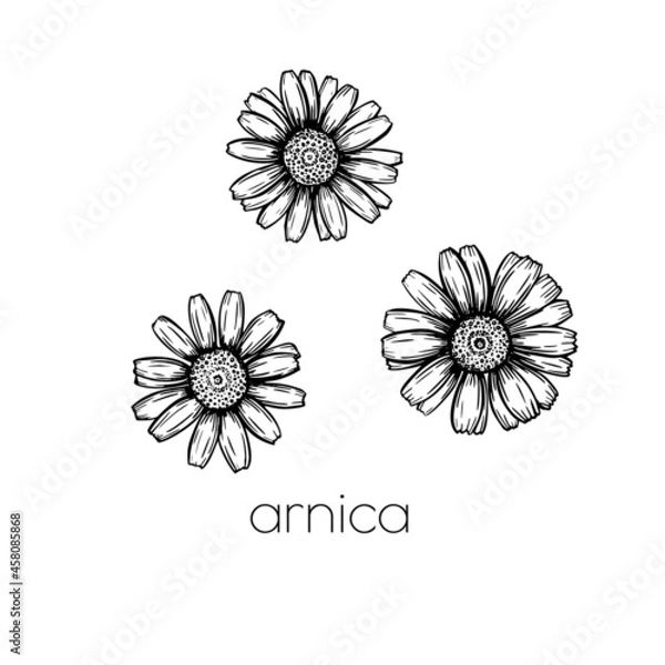 Fototapeta Arnica flower sketch. Hand drawn style. Leaves pattern. Beautiful floral background design. Line art.