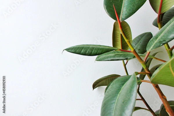 Obraz branch of a tree