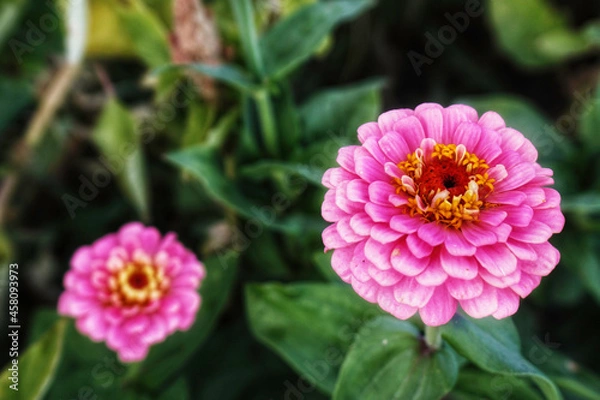 Obraz pink dahlia flower
