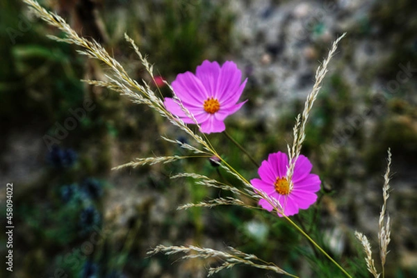 Obraz flowers in the meadow