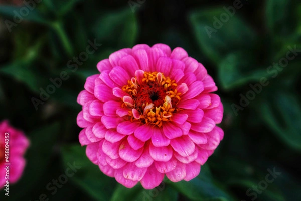 Obraz pink dahlia flower