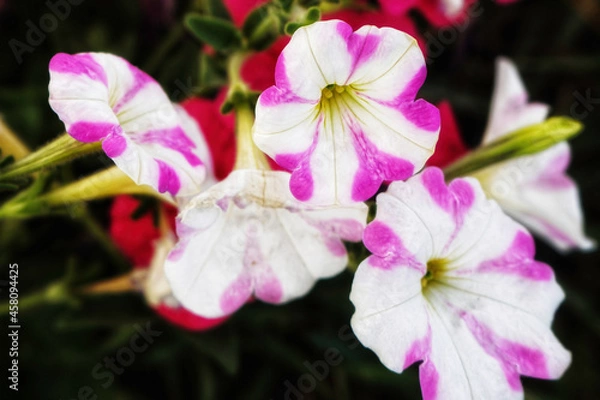 Obraz purple orchid flower