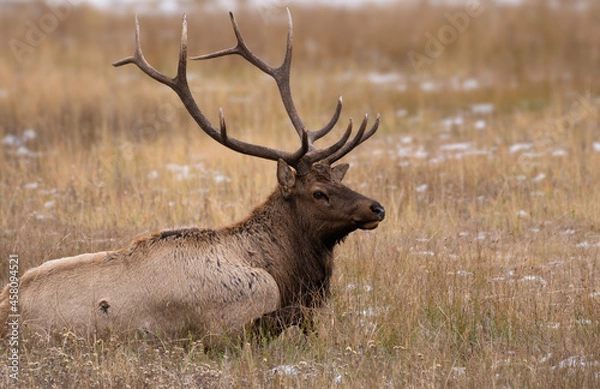 Fototapeta A Bull Elk lays in the Autumn grass gathering his energy for the upcoming rut.