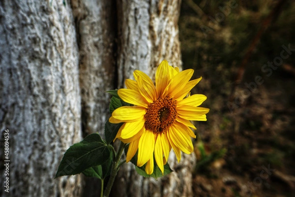 Obraz sunflower in the garden