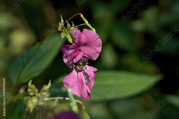 Obraz bee on a flower