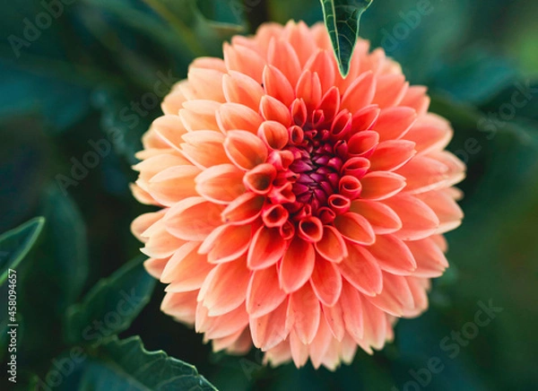 Obraz red dahlia flower