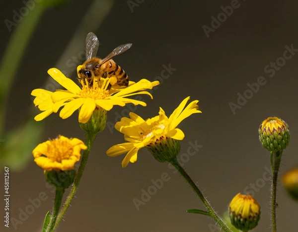 Fototapeta Close up of a honeybee pollinating yellow wildflowers. Yellow flowers and flower bulbs are visible in the background.