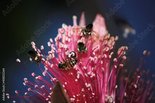 Fototapeta Bees flying around flower while feeding on its nectar