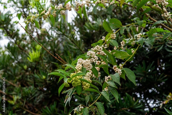Fototapeta 白式部 シロシキブ