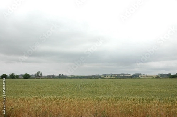 Fototapeta Golden wheat fields