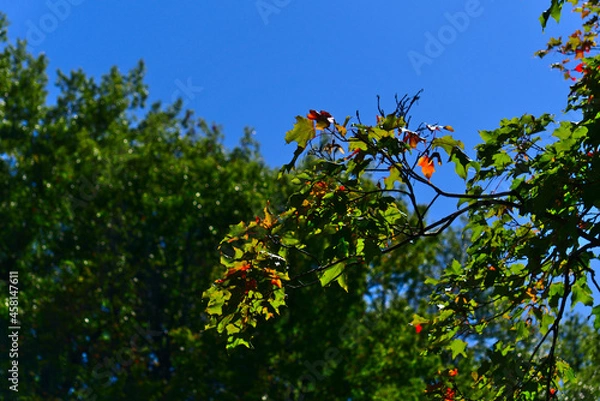 Fototapeta A macro shot of Maple tree leaves on a tree branch with color changing in September on a sunny clear day with a blurred background of green trees and blue sky.