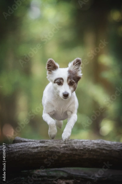 Fototapeta Funny and crazy old mixed-breed dog jumping over a log against the backdrop of a bright summer landscape. Gray-haired. Paws in the air.