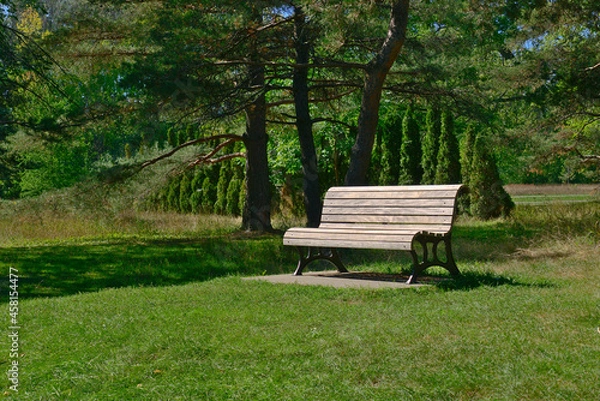 Fototapeta A bench in a beautiful park with a background of tanks of long trees and pine trees. relaxation, destressing, hope, happiness, and calm concepts.