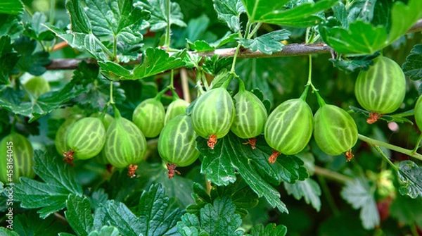 Obraz A ripe gooseberry plant in close-up. Fresh gooseberries on a bush, plants with green leaves. A bunch of gooseberries on a branch.