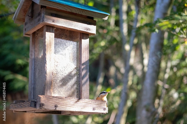 Obraz bird on feeder