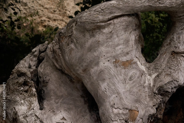 Obraz trunk of a tree