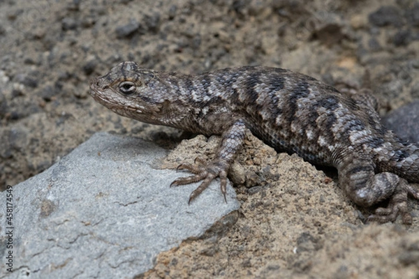 Obraz lizard on the stone