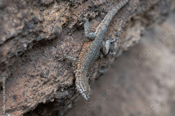 Obraz lizard on the stone