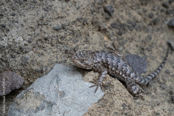 Obraz lizard on the rock