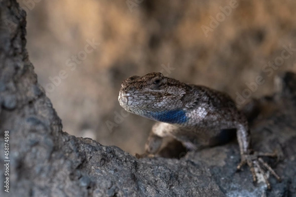Obraz lizard on the stone
