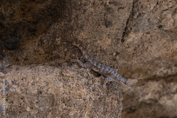 Obraz lizard on the ground