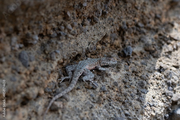 Obraz lizard on the rock