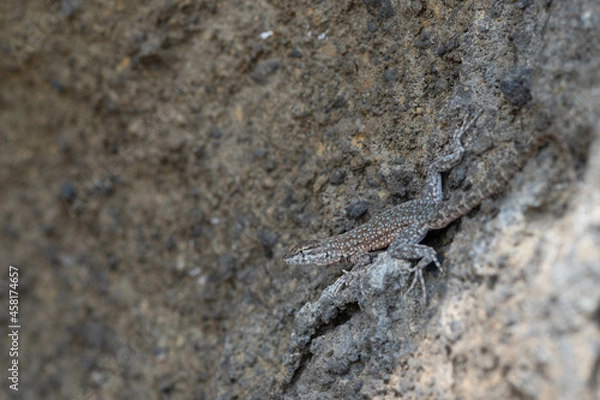 Obraz lizard on the stone