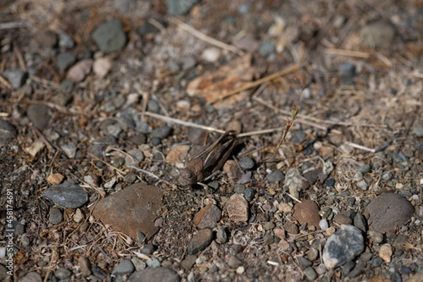 Obraz Grasshopper on the ground