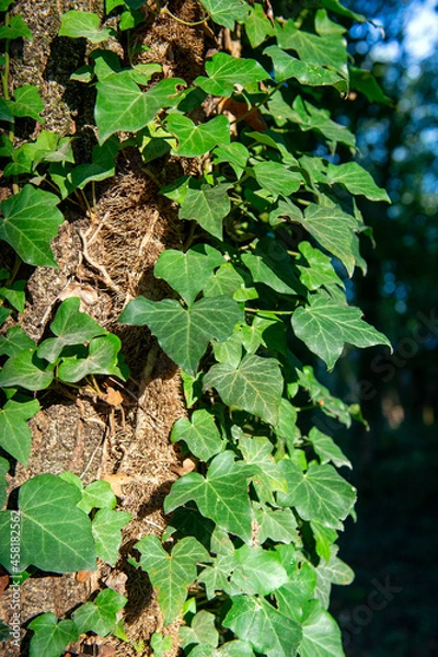 Fototapeta Full frame di foglie di Edera comune - Hedera helix.