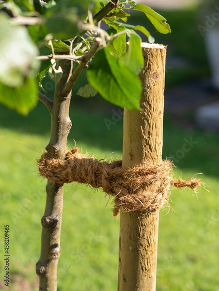 Fototapeta Correct connection of a young tree in figure eight loops around the wooden stake and trunk