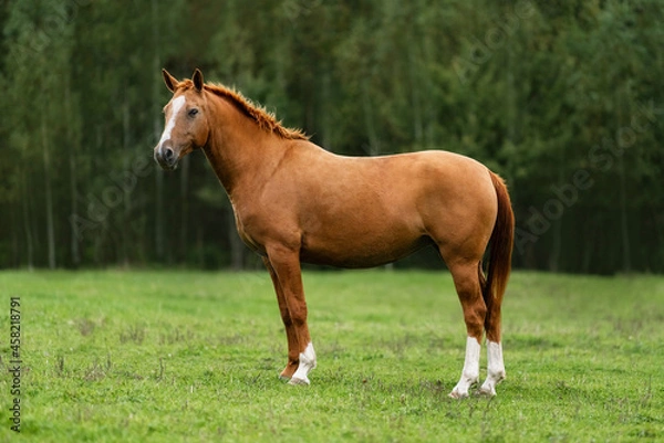 Fototapeta Don breed horse standing in the field. Russian golden horse.