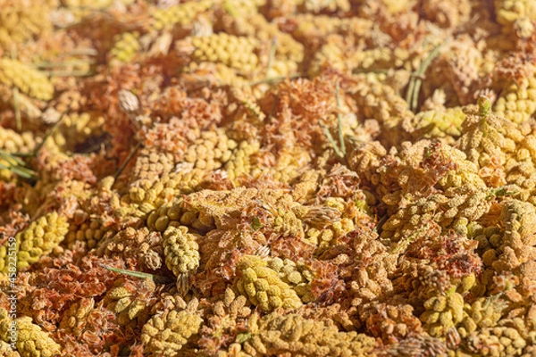 Obraz Collecting and harvesting pine pollen from inflorescences and young cones of coniferous trees in spring. Dietary supplement rich in vitamins and trace elements