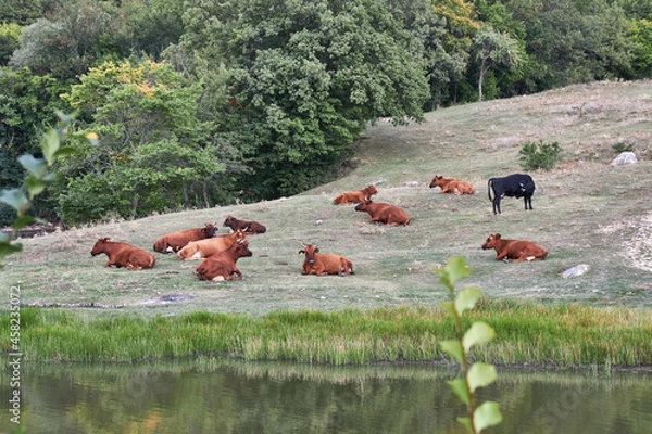 Fototapeta cows on the meadow