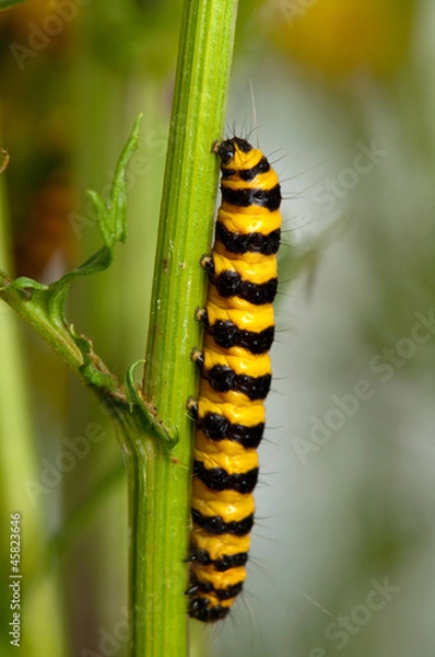 Obraz cinnabar r moth devouring ragwort