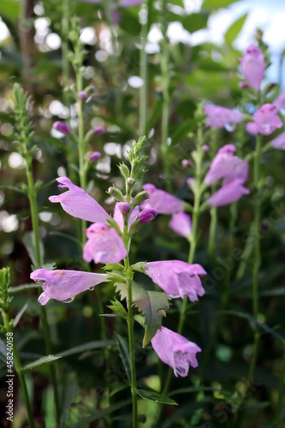 Fototapeta ハナトラノオ