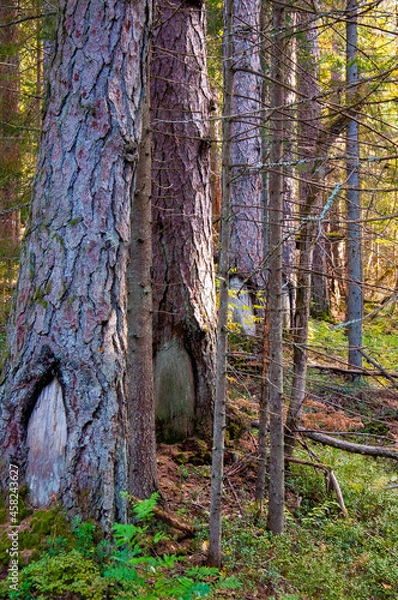 Fototapeta cascade of trees