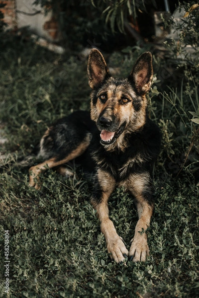 Obraz A German Shepherd is lying on the grass. Image with selective focus and toning. Image with noise effects. Focus on the dog's eyes.