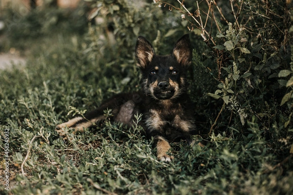 Obraz german shepherd puppy