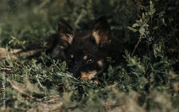 Obraz german shepherd dog