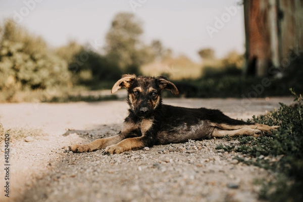 Obraz A black puppy with brown spots is lying on the ground. He has white paws and hanging ears. Image with selective focus and toning. Image with noise effects. Focus on the dog's eyes.