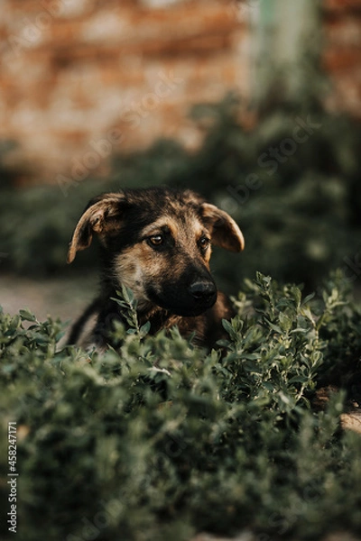 Obraz A black puppy with brown spots is lying on the grass. He has hanging ears. His head is raised. Image with selective focus and toning. Image with noise effects. Focus on the dog's eyes.