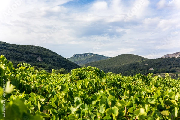 Fototapeta Vue sur le vignoble de Saint-Saturnin-de-Lucian dominé par le Roc des Deux Vierges (Occitanie, France)