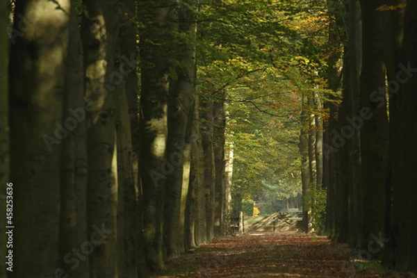 Fototapeta A path through a Beech forest in autumn