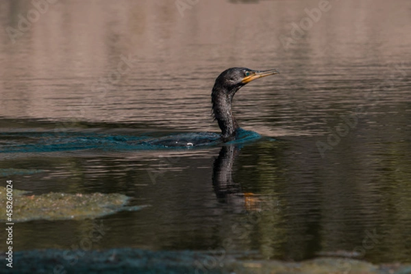 Obraz black swan swimming in a lake at the park