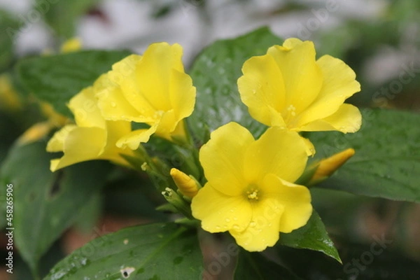 Obraz yellow flowers