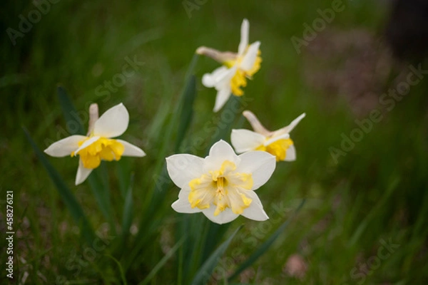 Fototapeta 水仙　春　春の花