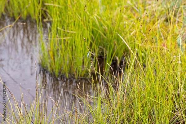 Fototapeta 糸トンボのいる湿地（長野県田ノ原湿原）